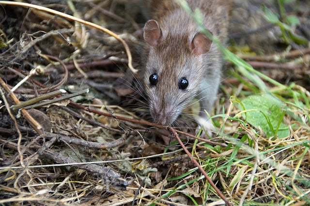 Detail Images Of Rats And Mice Nomer 37