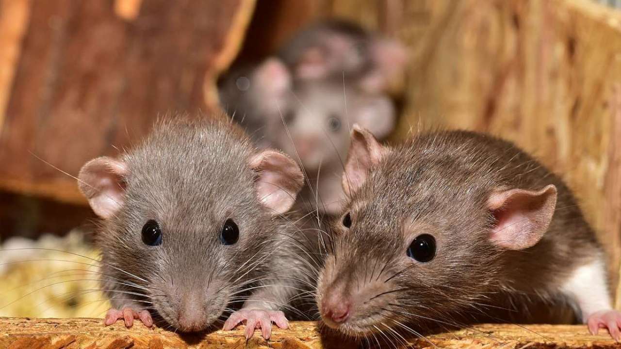Detail Images Of Rats And Mice Nomer 38