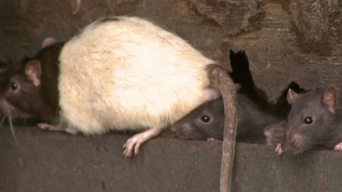 Detail Images Of Rats And Mice Nomer 39