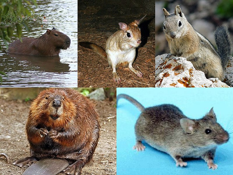 Detail Images Of Rats And Mice Nomer 40