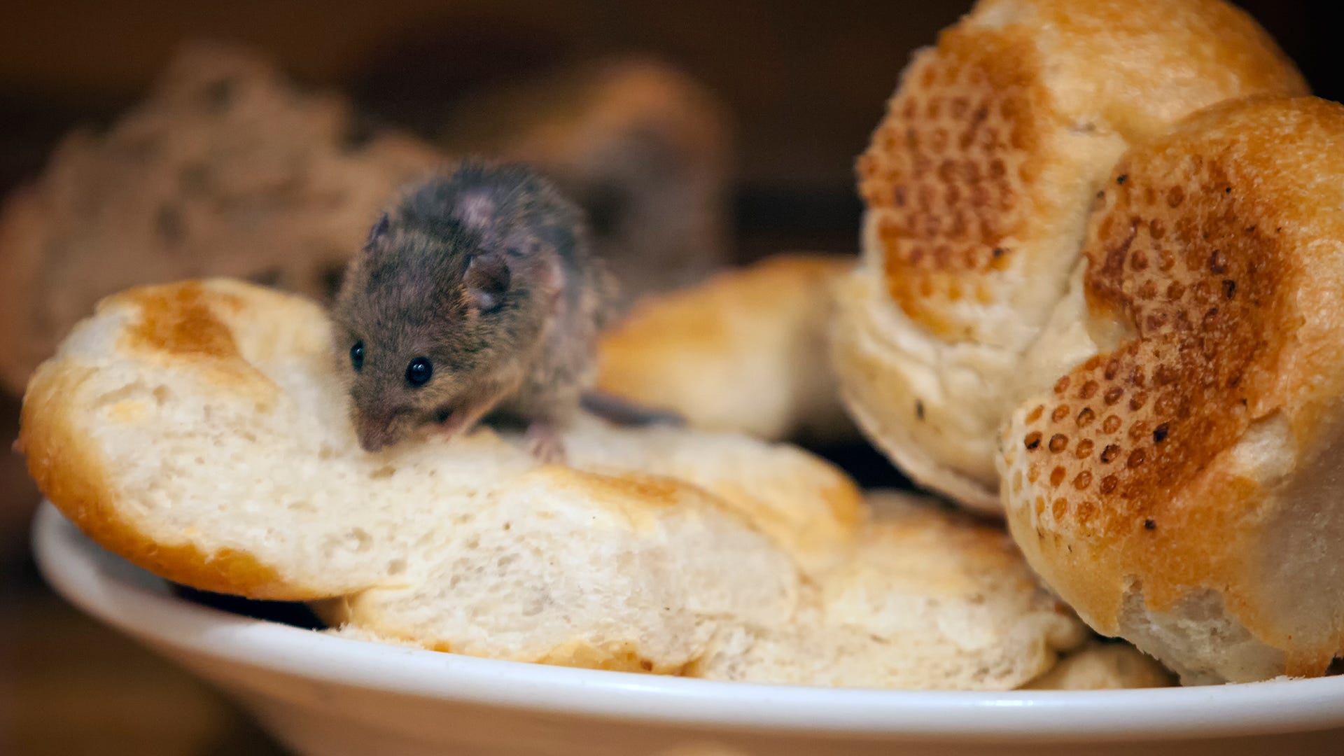 Detail Images Of Rats And Mice Nomer 41