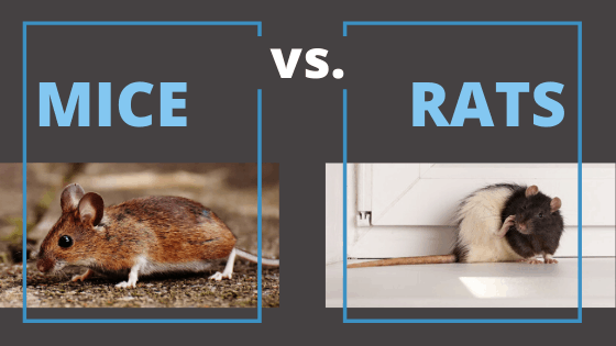 Detail Images Of Rats And Mice Nomer 42