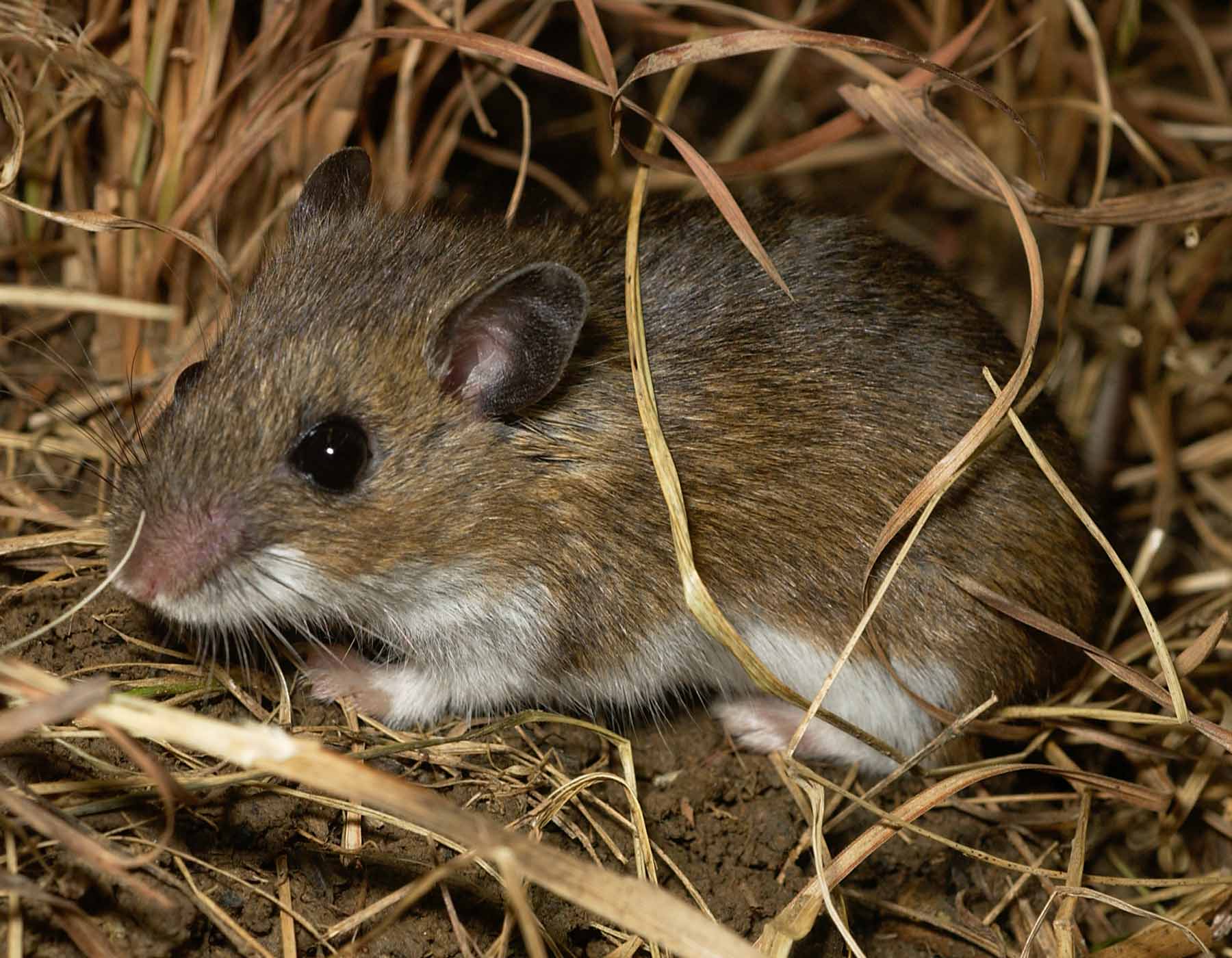 Detail Images Of Rats And Mice Nomer 43