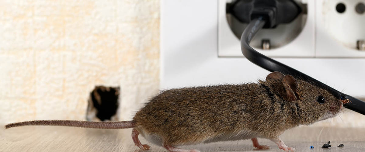 Detail Images Of Rats And Mice Nomer 44