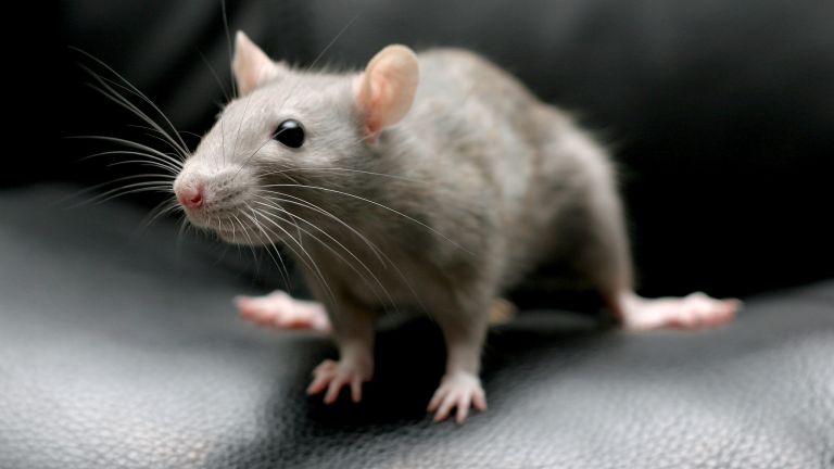 Detail Images Of Rats And Mice Nomer 45