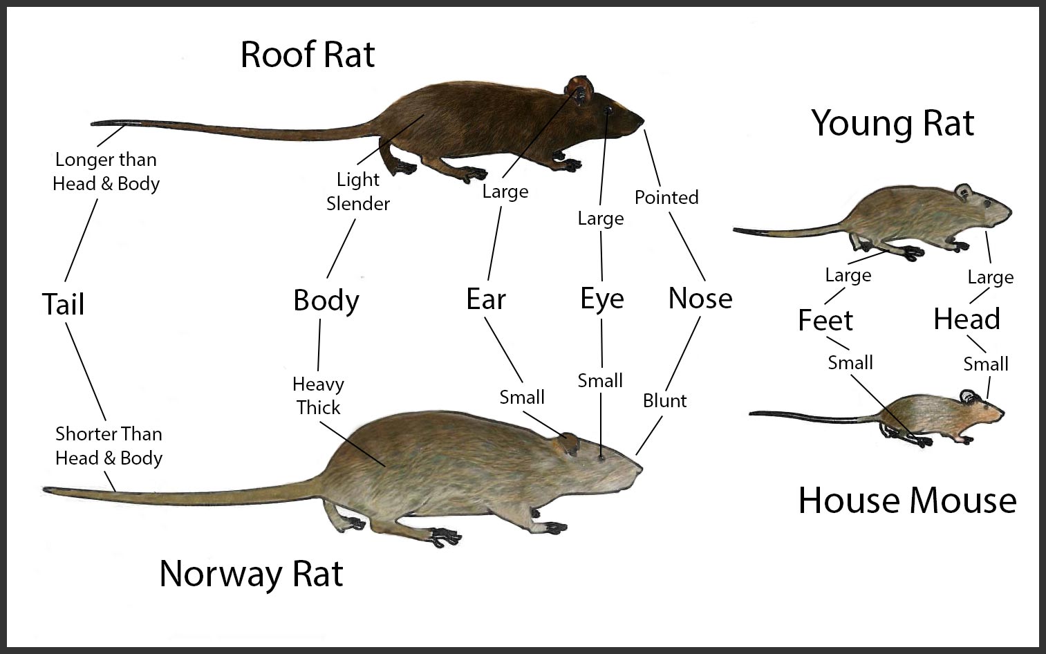 Detail Images Of Rats And Mice Nomer 46