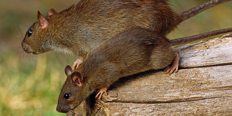 Detail Images Of Rats And Mice Nomer 47