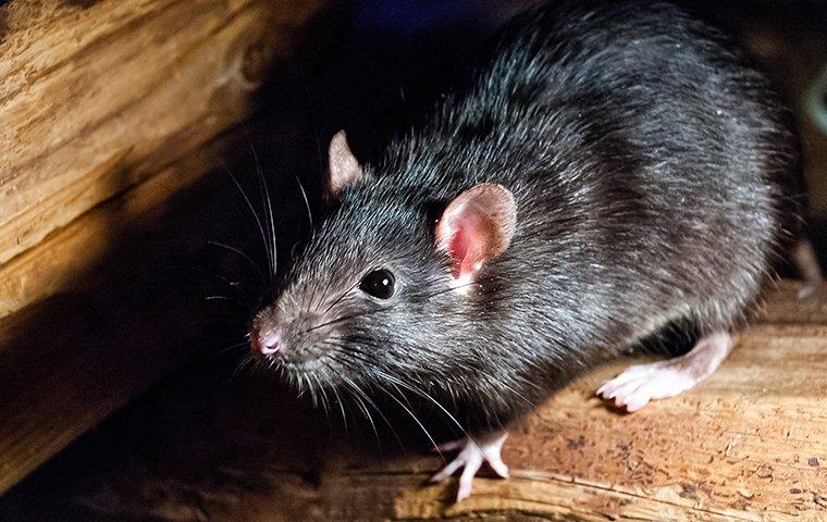 Detail Images Of Rats And Mice Nomer 6