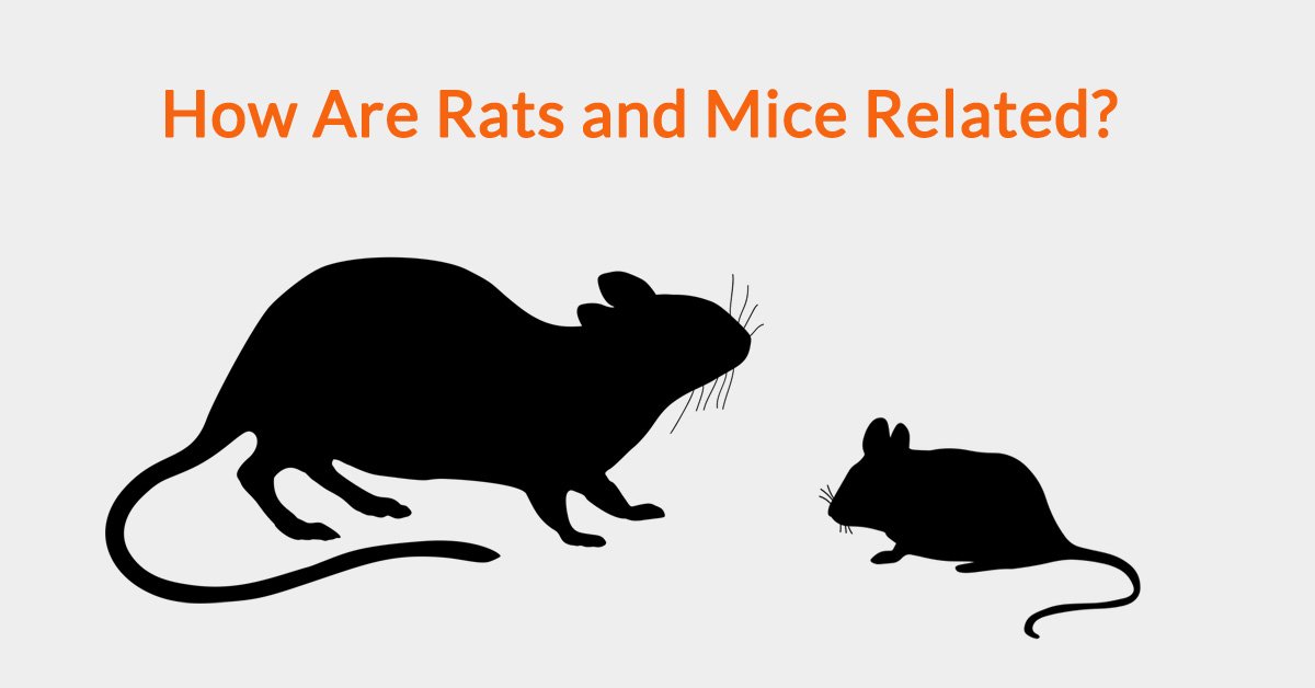 Detail Images Of Rats And Mice Nomer 48