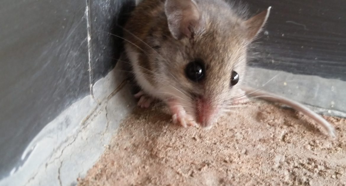 Detail Images Of Rats And Mice Nomer 49