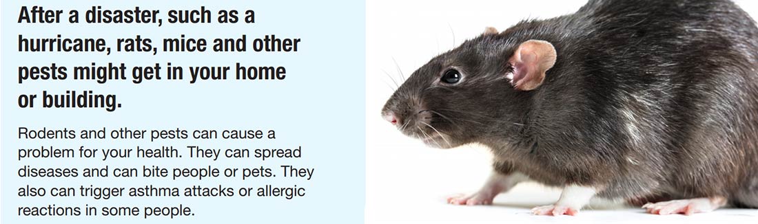 Detail Images Of Rats And Mice Nomer 50