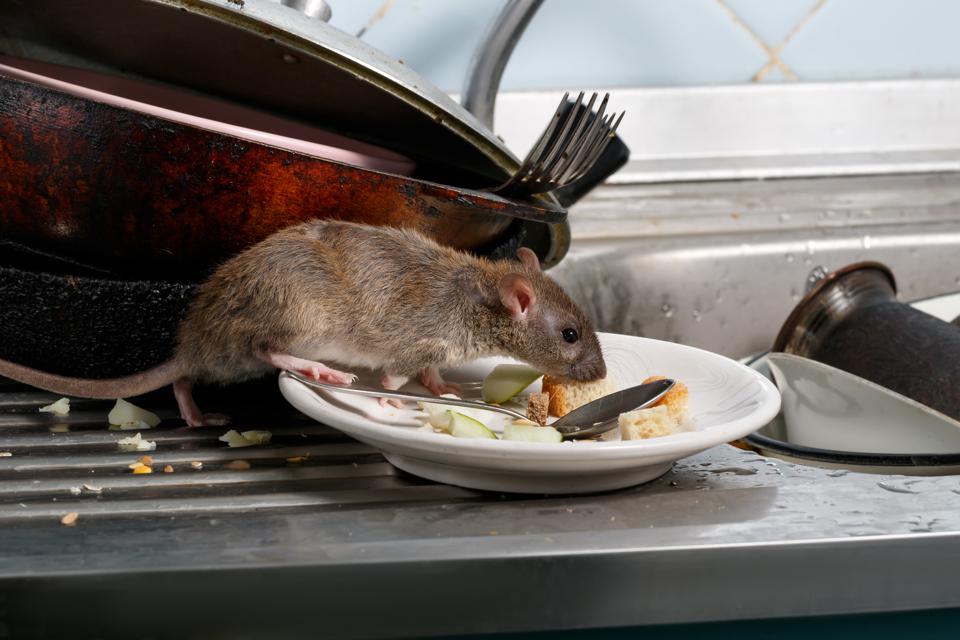 Detail Images Of Rats And Mice Nomer 52