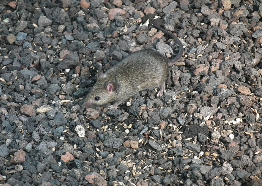 Detail Images Of Rats And Mice Nomer 53
