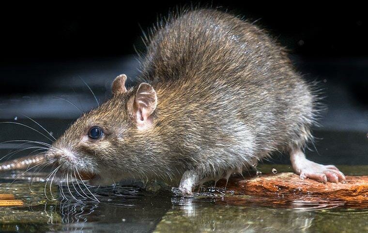 Detail Images Of Rats And Mice Nomer 54