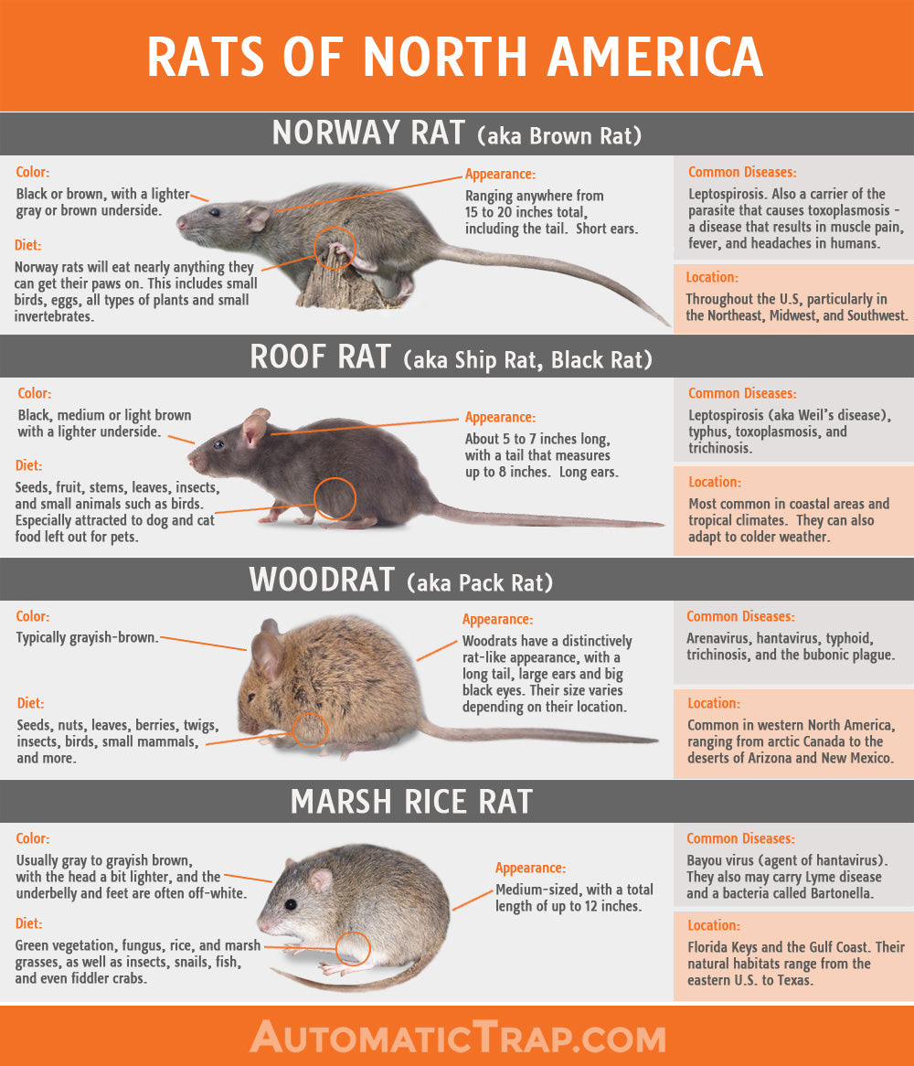 Detail Images Of Rats And Mice Nomer 55