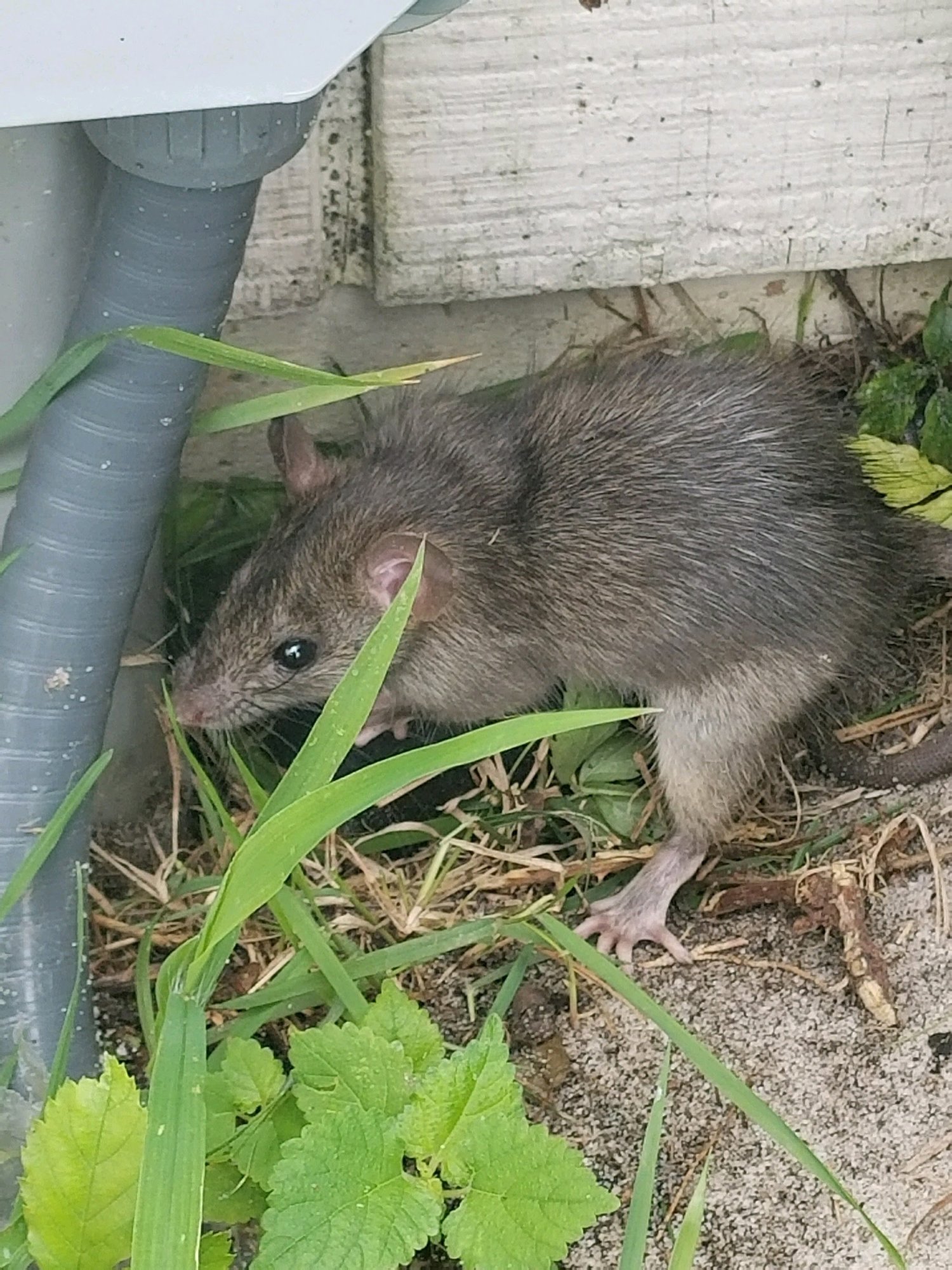 Detail Images Of Rats And Mice Nomer 56