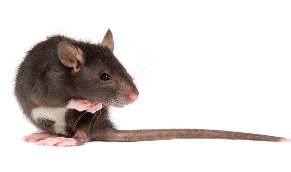 Detail Images Of Rats And Mice Nomer 57