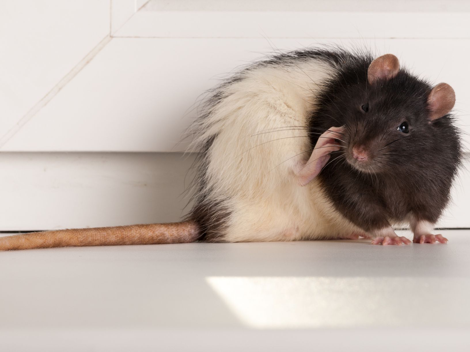 Detail Images Of Rats And Mice Nomer 7