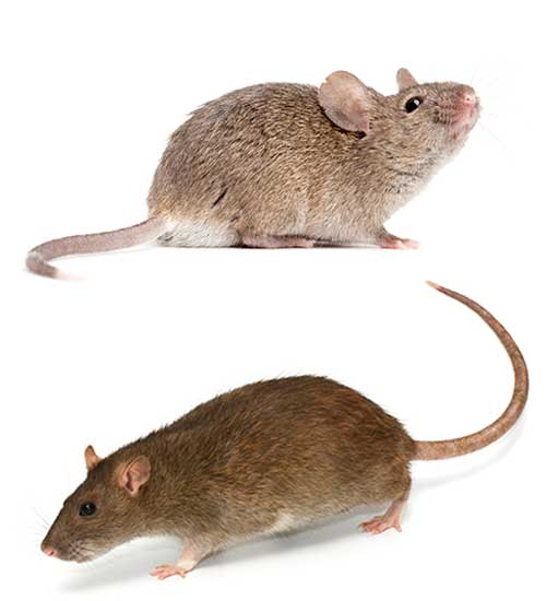 Detail Images Of Rats And Mice Nomer 8