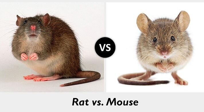 Detail Images Of Rats And Mice Nomer 9
