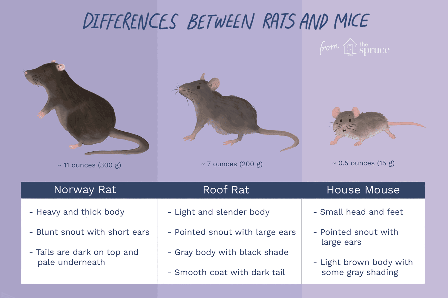 Detail Images Of Rats And Mice Nomer 10