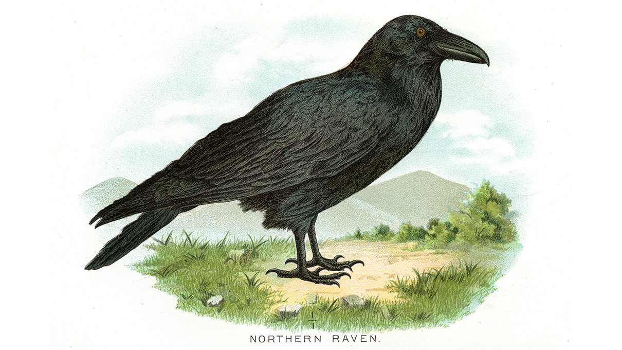 Detail Images Of Ravens And Crows Nomer 43