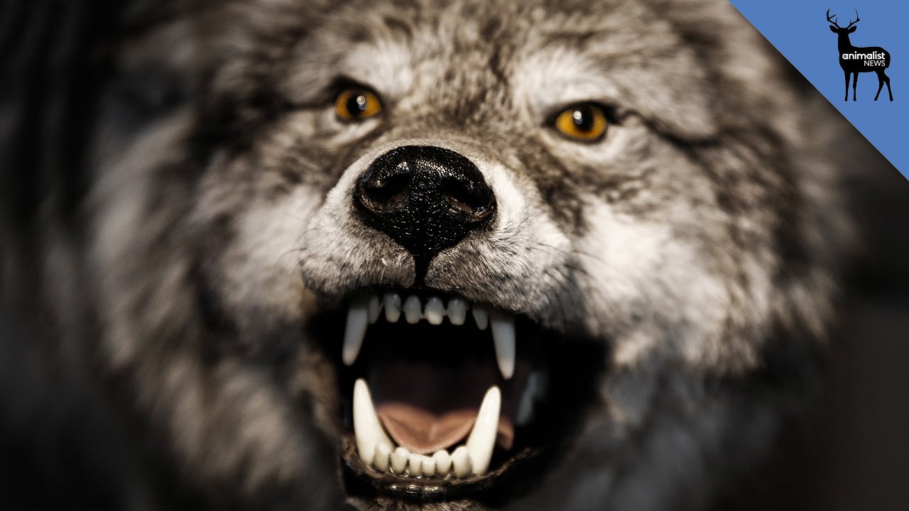 Detail Images Of Real Werewolves Nomer 29