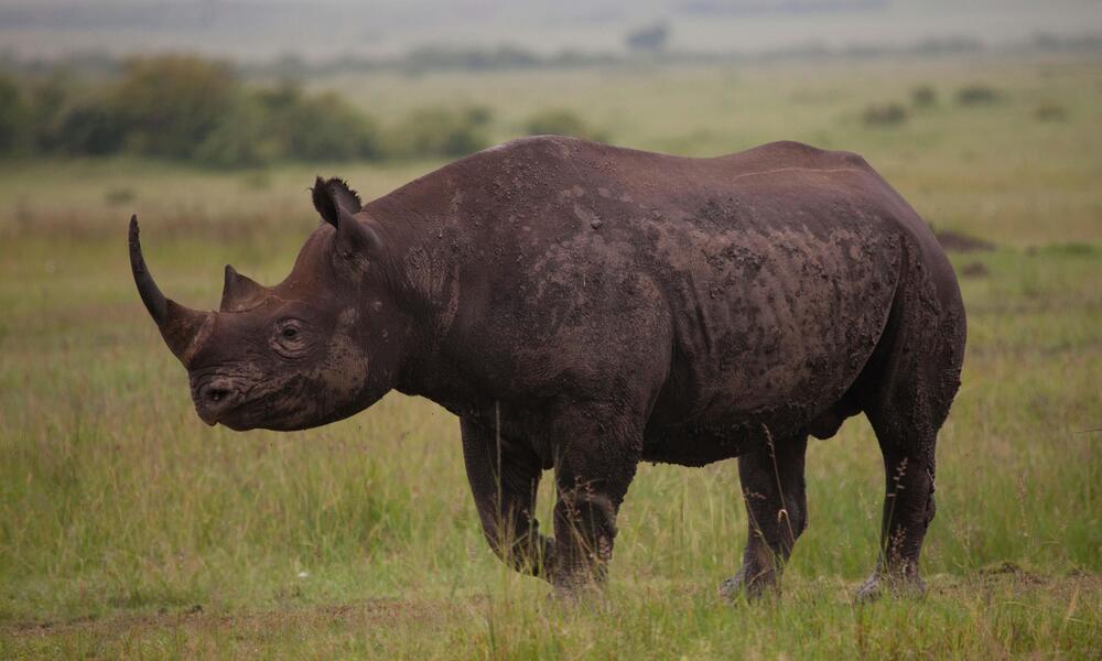 Detail Images Of Rhinoceros Nomer 2