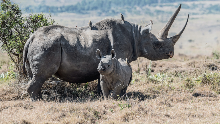 Detail Images Of Rhinoceros Nomer 10