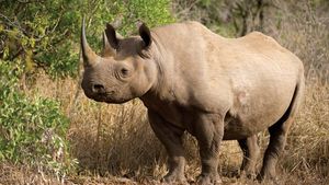 Detail Images Of Rhinoceros Nomer 24