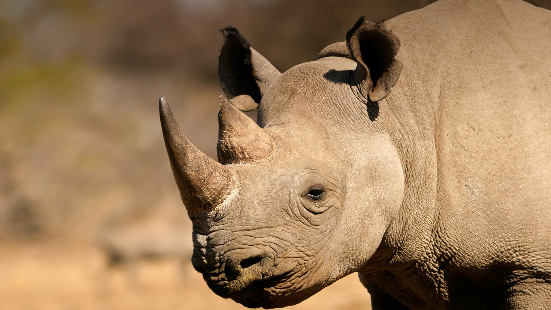 Detail Images Of Rhinoceros Nomer 28