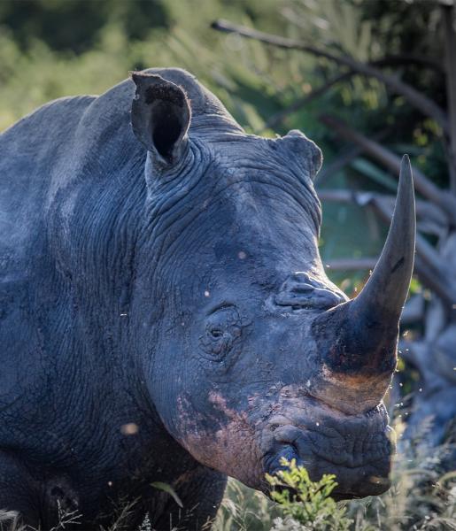 Detail Images Of Rhinoceros Nomer 57