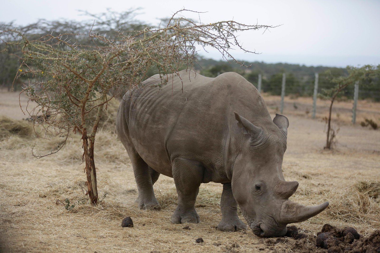 Detail Images Of Rhinos Nomer 16