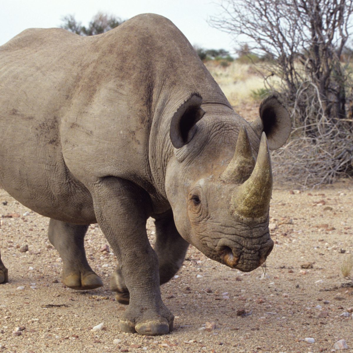 Detail Images Of Rhinos Nomer 32