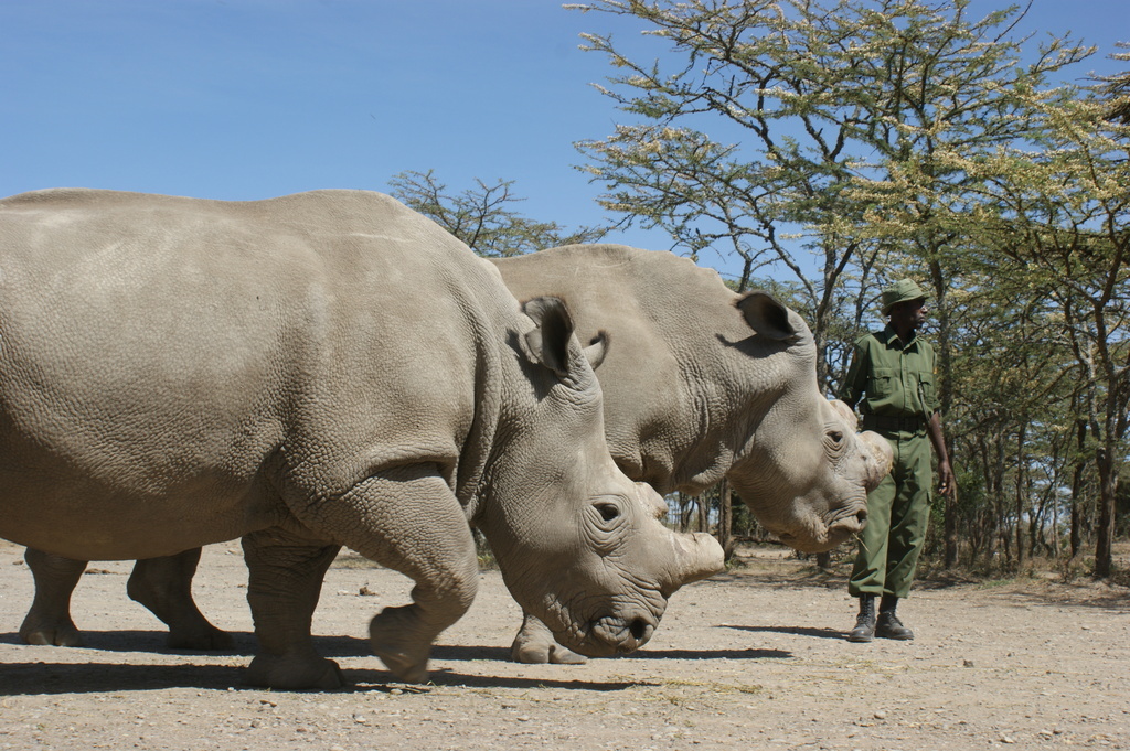 Detail Images Of Rhinos Nomer 57