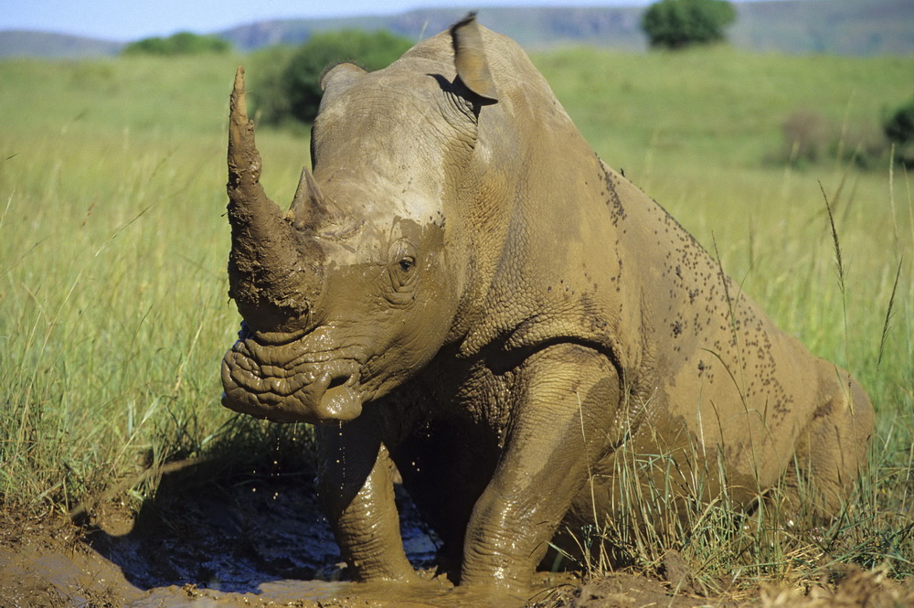 Detail Images Of Rhinos Nomer 8