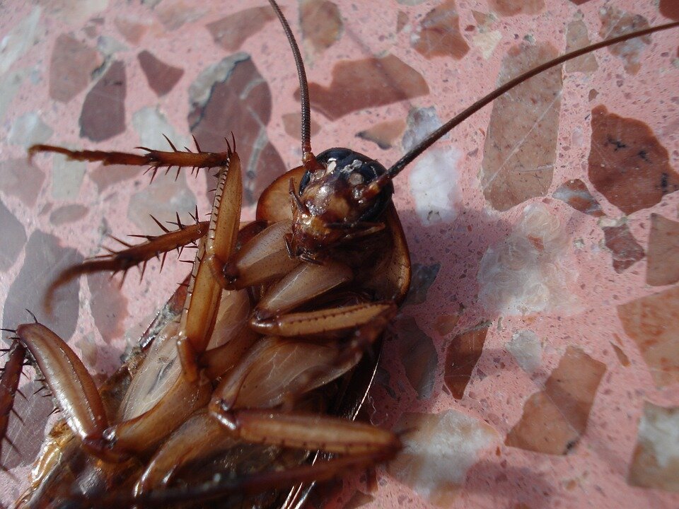 Detail Images Of Roaches Nomer 52