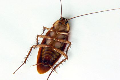 Detail Images Of Roaches Nomer 55
