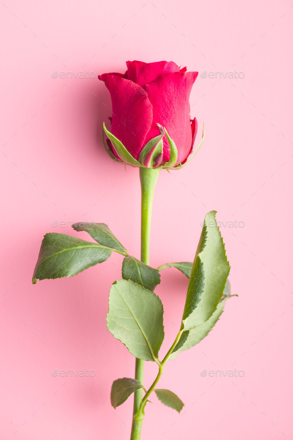 Detail Images Of Rose Flowers Nomer 14