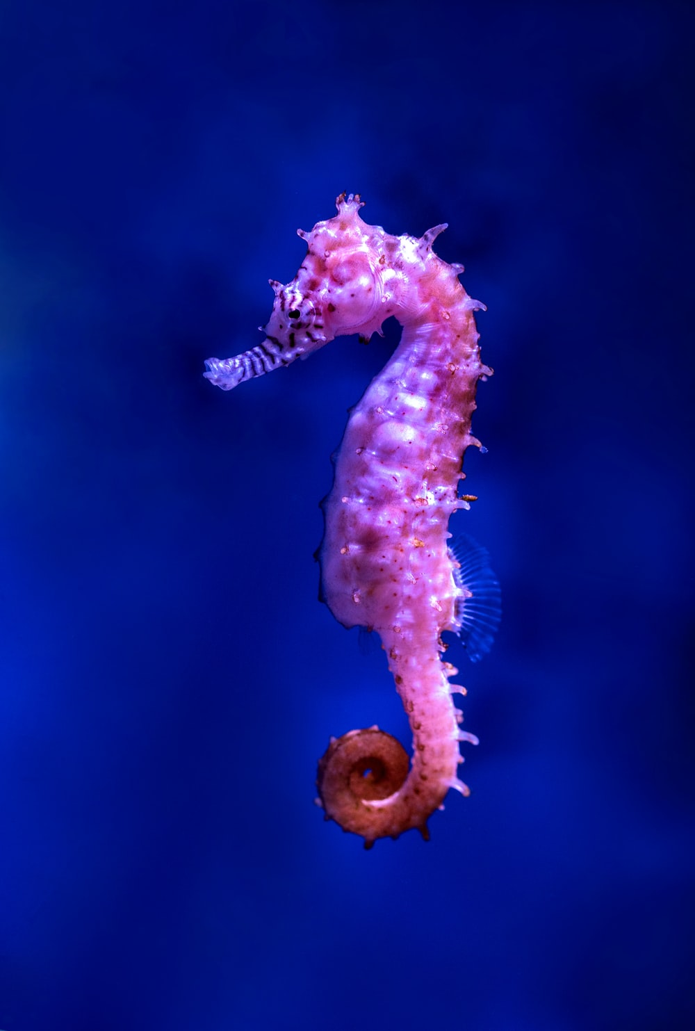 Images Of Seahorse - KibrisPDR