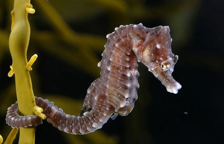 Detail Images Of Seahorse Nomer 29