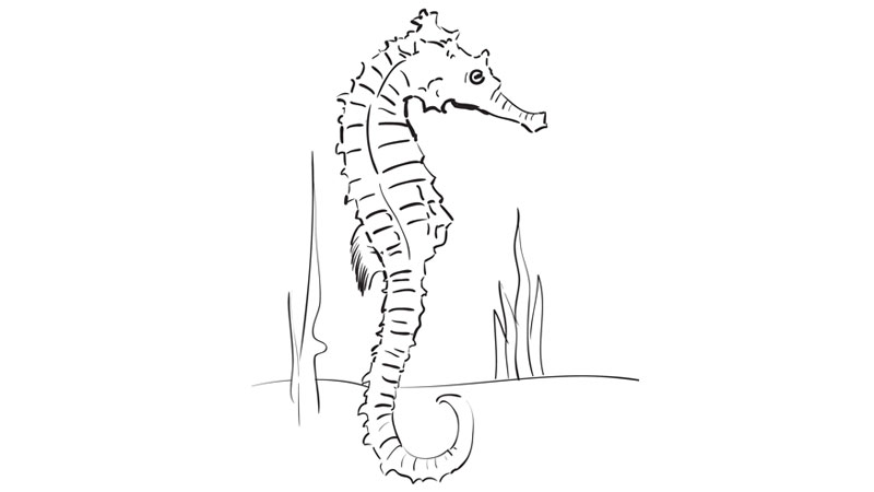 Detail Images Of Seahorse Drawings Nomer 4