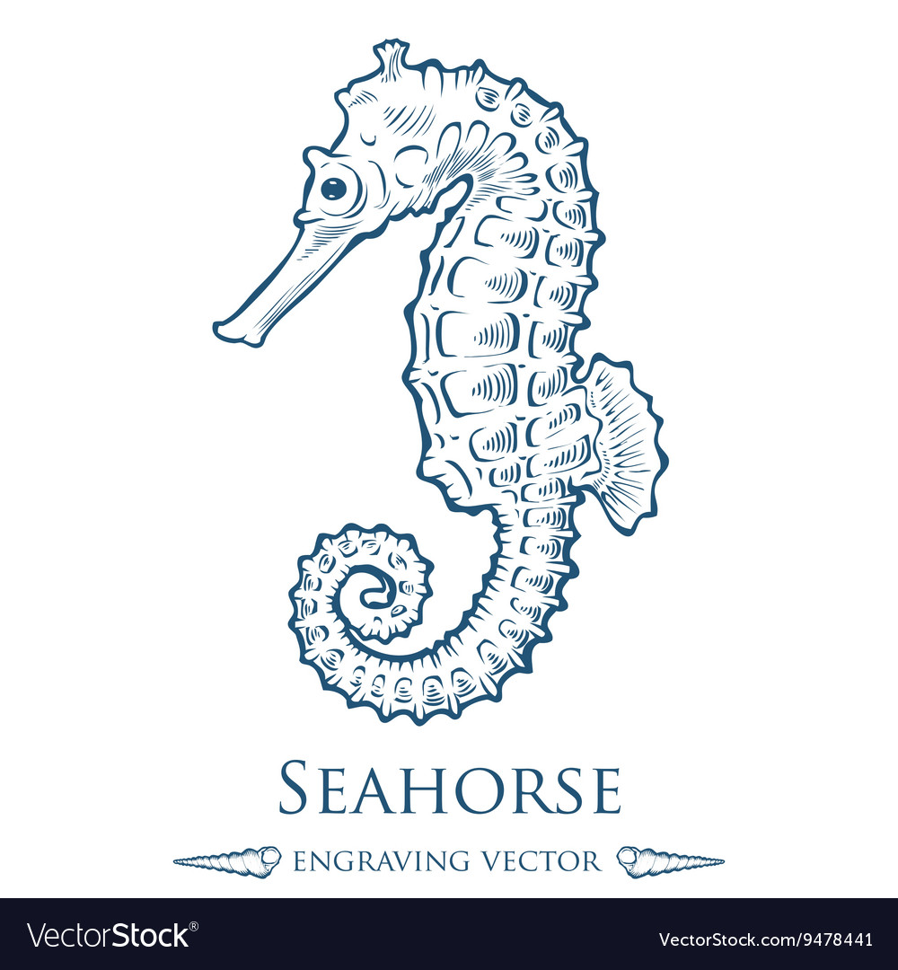 Detail Images Of Seahorse Drawings Nomer 33