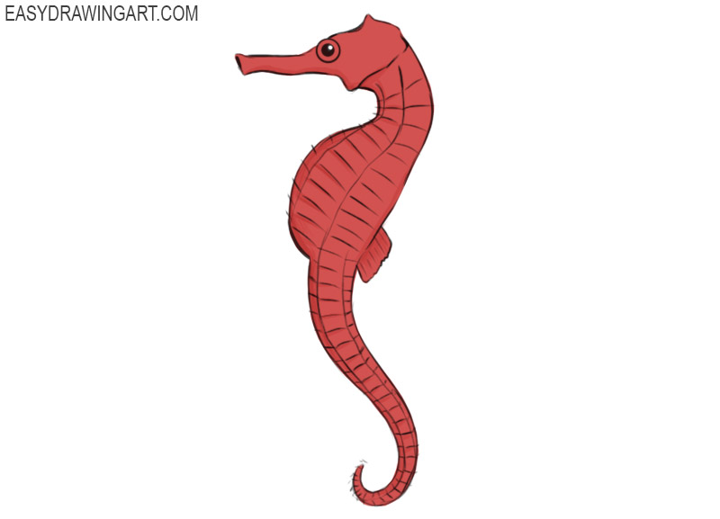 Detail Images Of Seahorse Drawings Nomer 45