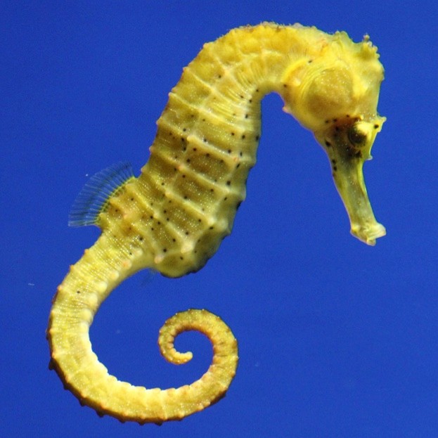 Detail Images Of Seahorses Nomer 17