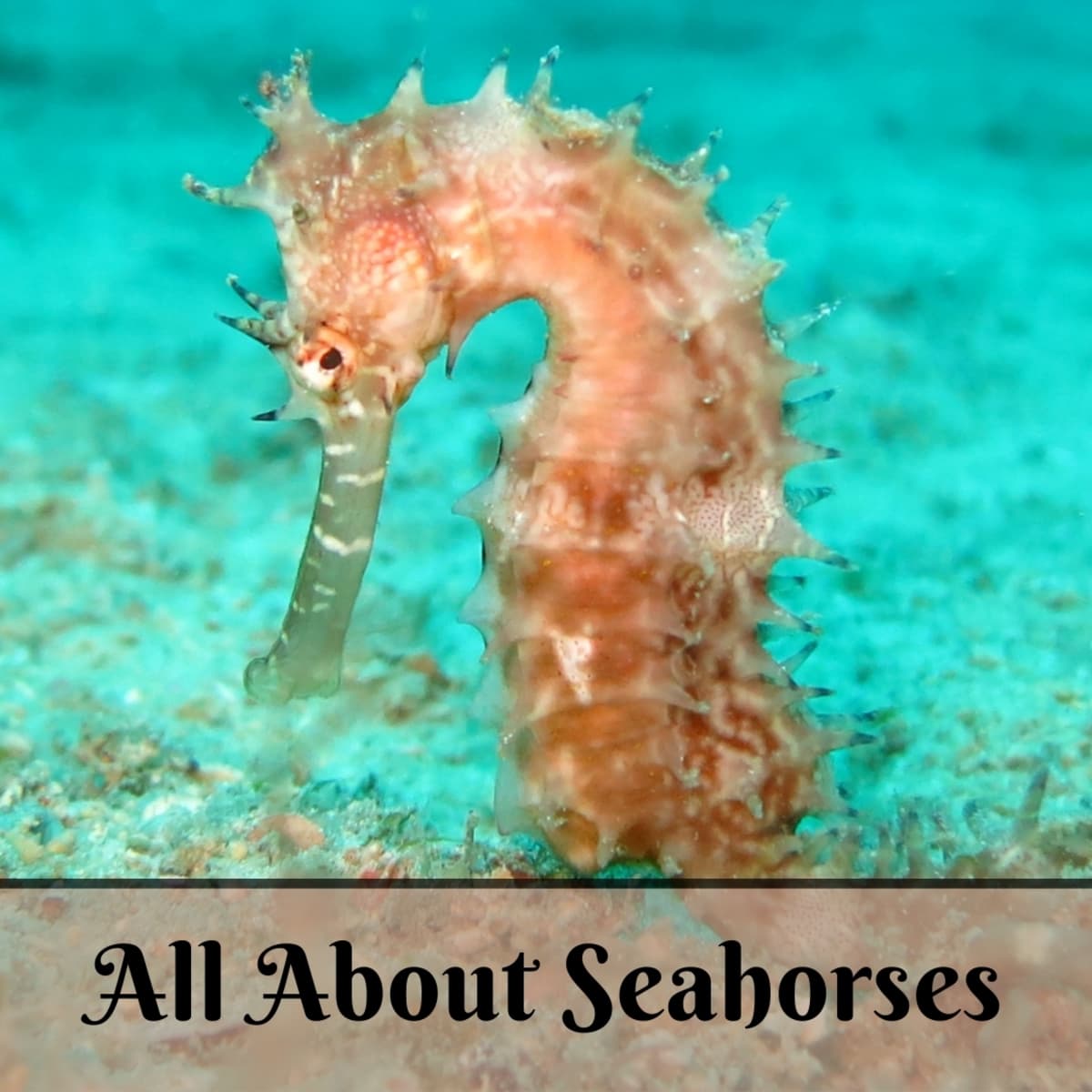 Detail Images Of Seahorses Nomer 28