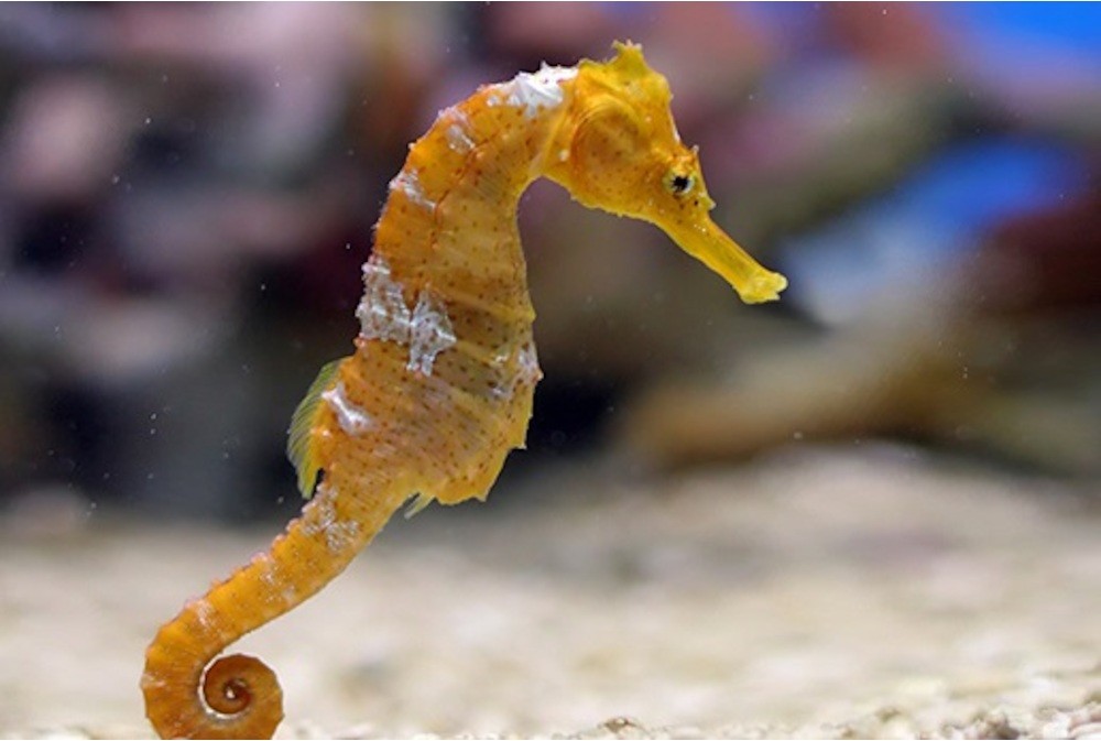 Detail Images Of Seahorses Nomer 10