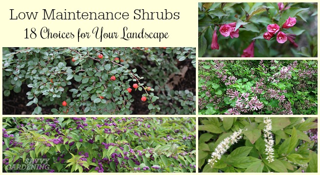 Detail Images Of Shrubs Plants Nomer 25