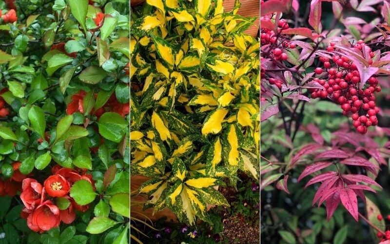 Detail Images Of Shrubs Plants Nomer 6