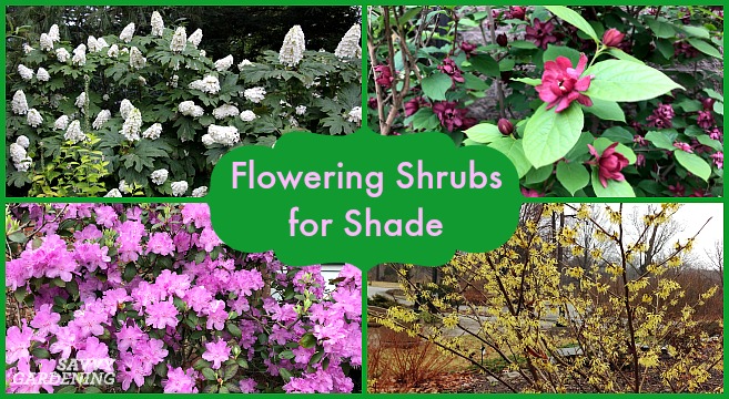 Detail Images Of Shrubs Plants Nomer 51